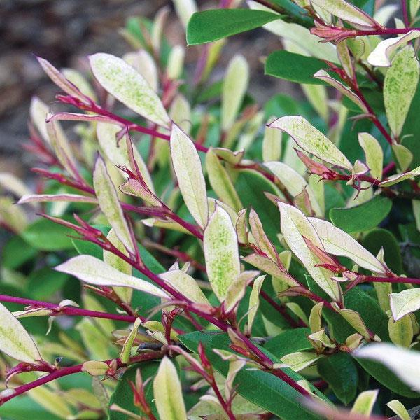 Distylium Spring Frost Bloom