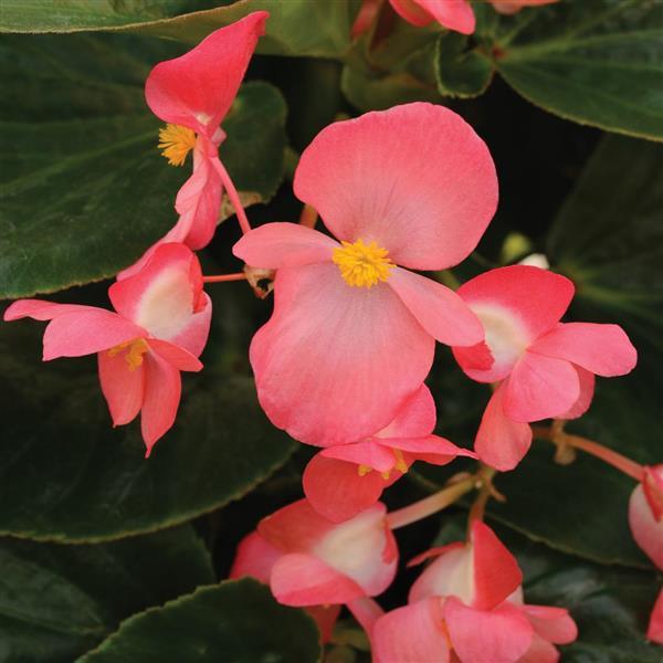 Whopper<sup>®</sup> Rose With Green Leaf Bloom