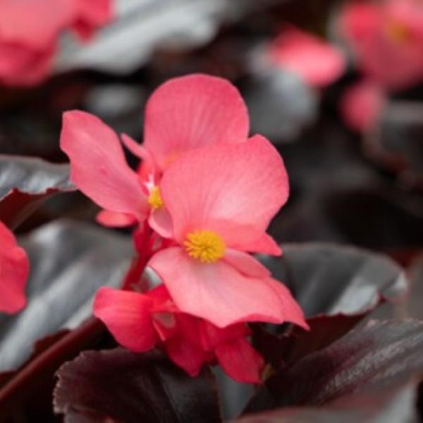 Whopper<sup>®</sup> Rose With Espresso Leaf Bloom