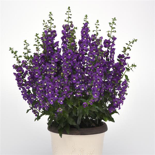 Archangel™ Purple Container