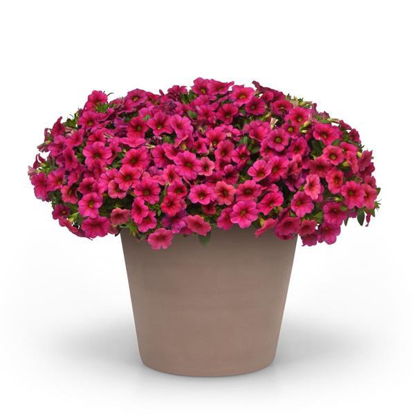 Conga™ Rose Container