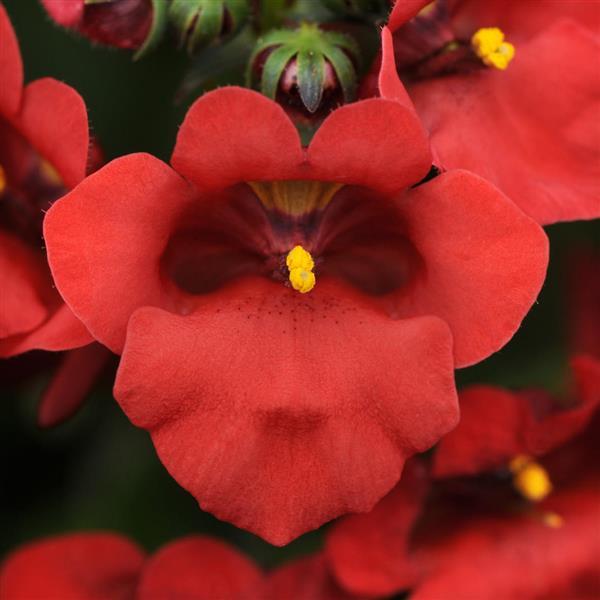 Juliet™ Red Bloom