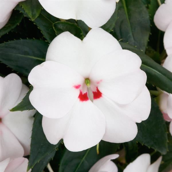 SunPatiens<sup>®</sup> Vigorous Sweetheart White Bloom