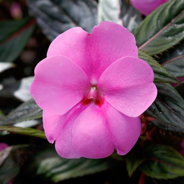 SunPatiens<sup>®</sup> Vigorous Lavender Splash Bloom