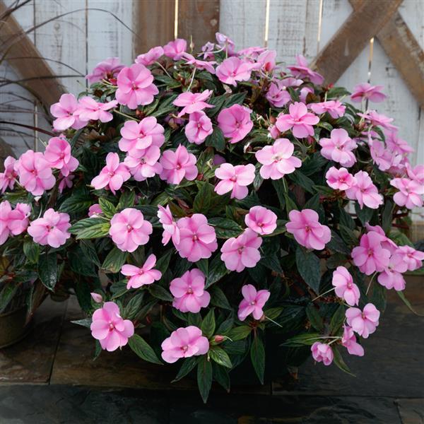 SunPatiens<sup>®</sup> Vigorous Lavender Splash Container