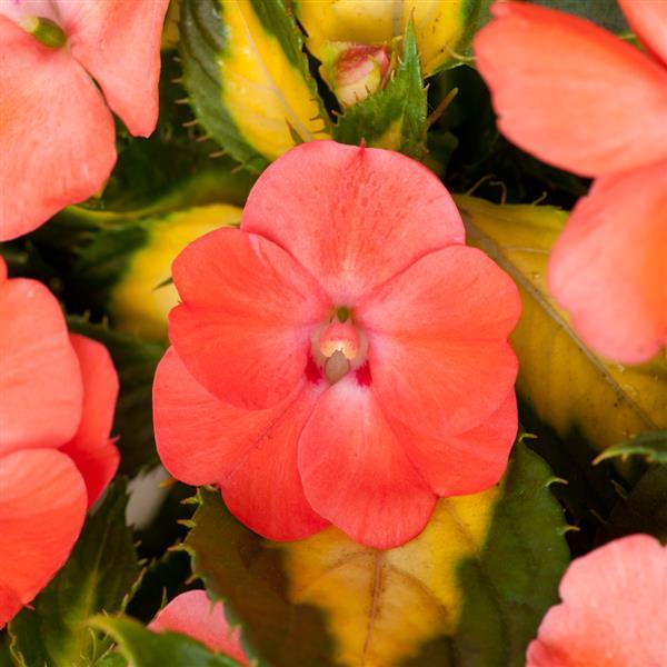 SunPatiens<sup>®</sup> Vigorous Tropical Salmon V/L Bloom