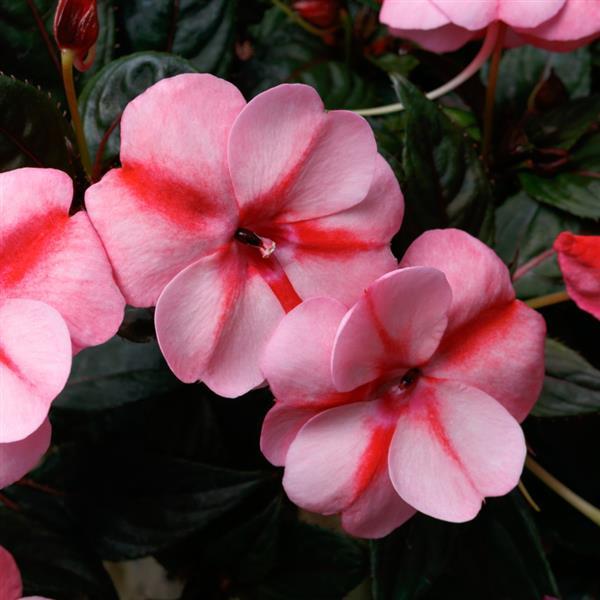 SunPatiens<sup>®</sup> Vigorous Peach Candy Bloom