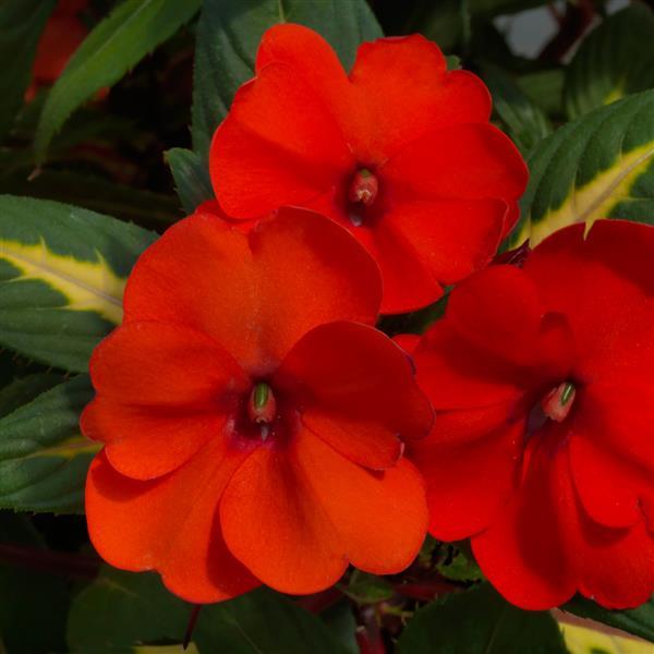 SunPatiens<sup>®</sup> Vigorous Tropical Orange V/L Bloom