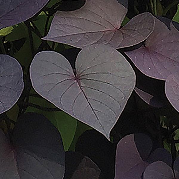 SolarTower™ Black Bloom