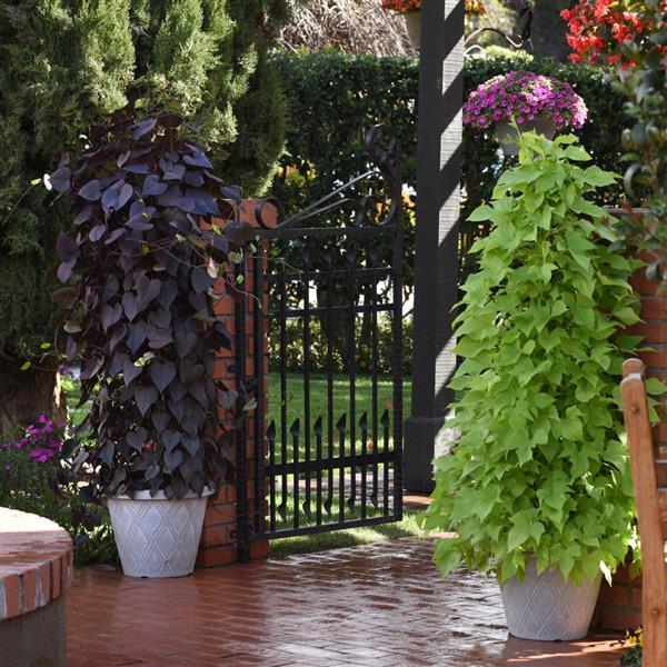 SolarTower™ Black Landscape