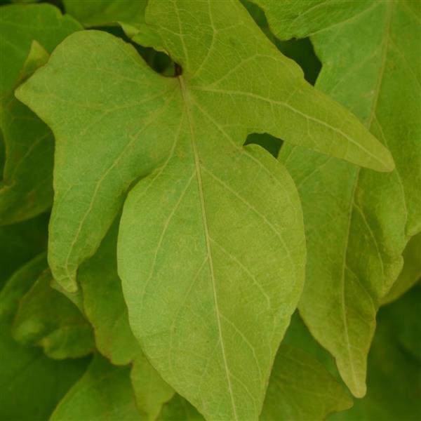 SolarTower™ Lime Bloom