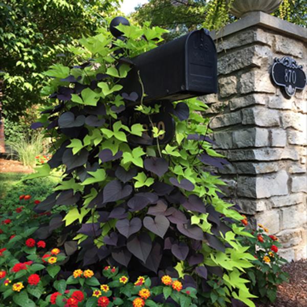 SolarTower™ Lime Commercial Landscape 2