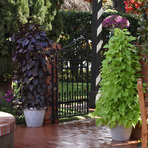 SolarTower™ Lime Landscape