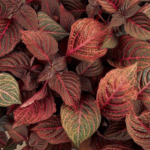 Iresine Blazin’ Rose Bloom