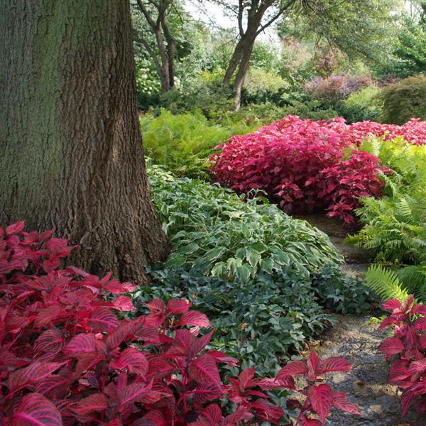 Iresine Blazin’ Rose Commercial Landscape 1