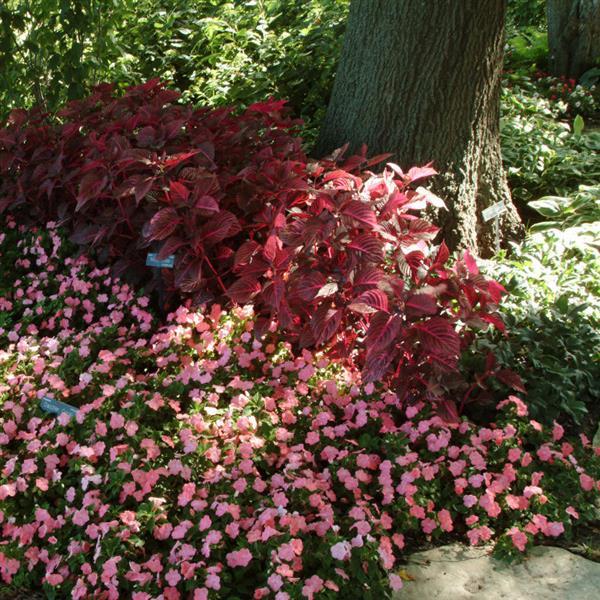 Iresine Blazin’ Rose Commercial Landscape 2