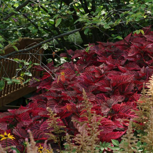 Iresine Blazin’ Rose Commercial Landscape 3