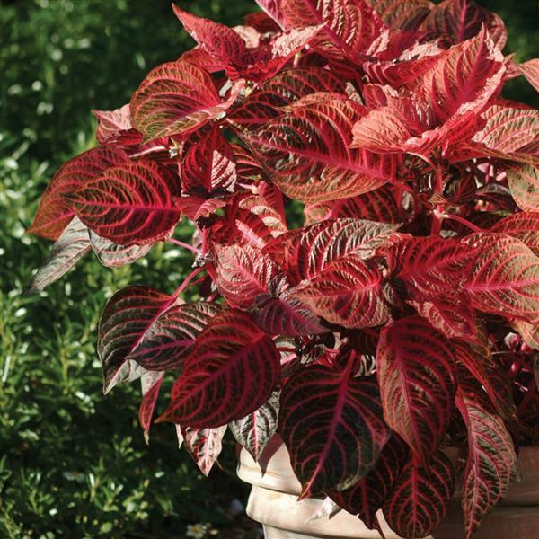 Iresine Blazin’ Rose Container