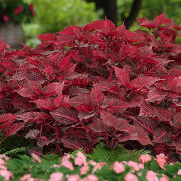 Iresine Blazin’ Rose Landscape