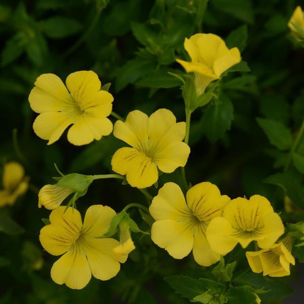 Mecardonia Little Sunshine Bloom