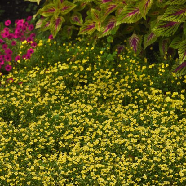 Mecardonia Little Sunshine Commercial Landscape 1