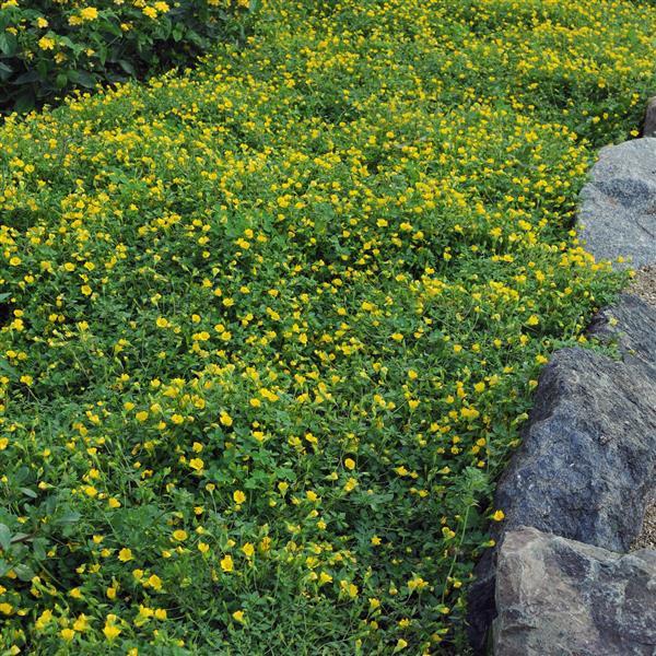 Mecardonia Little Sunshine Landscape