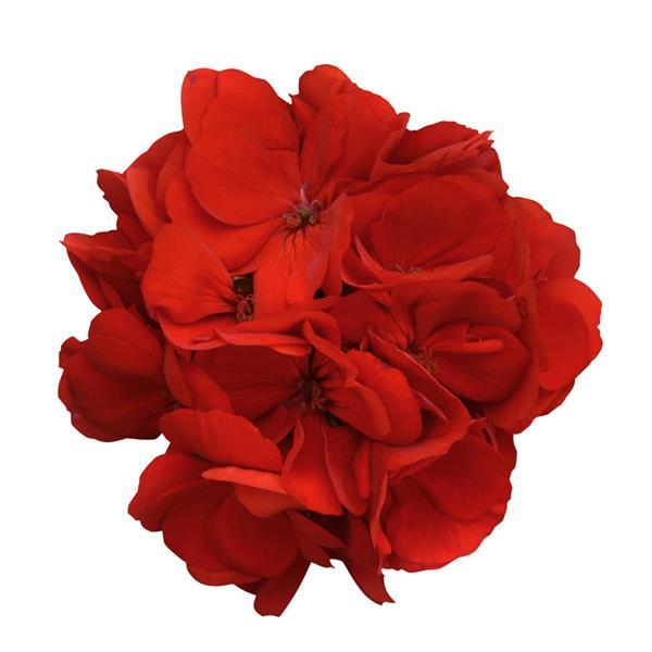 Dynamo™ Red Bloom