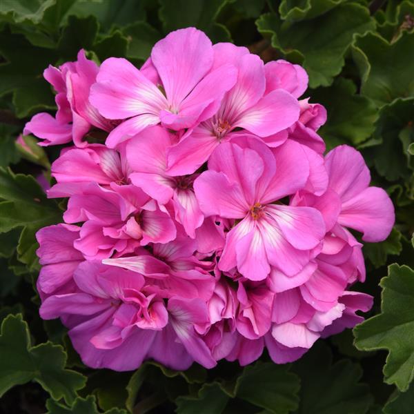 Fantasia<sup>®</sup> Shocking Blue Bloom