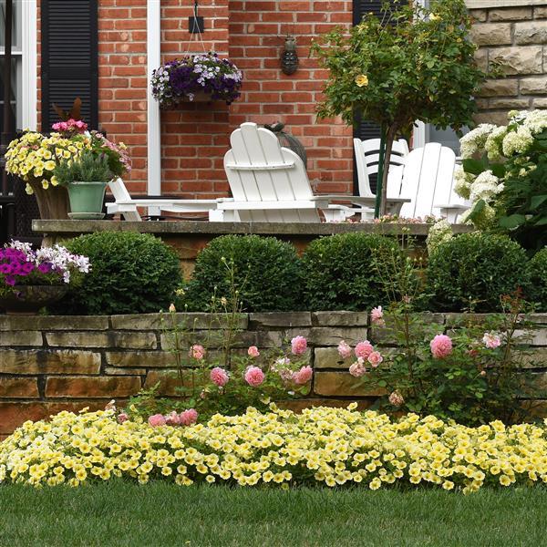 Petunia Bee's Knees Commercial Landscape 1