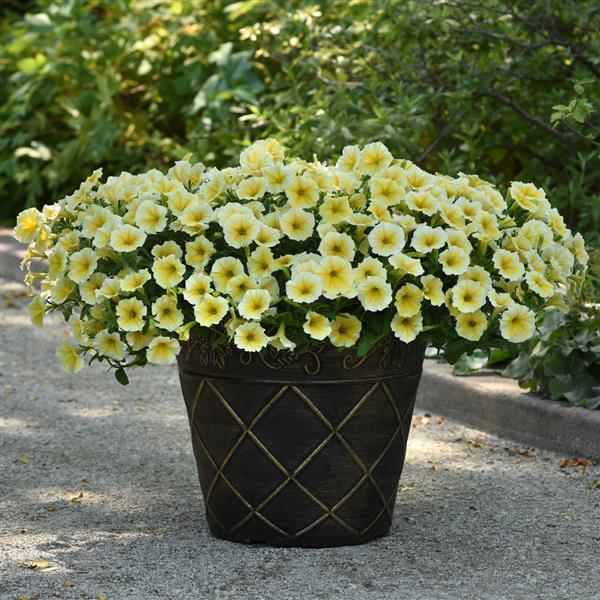 Petunia Bee's Knees Container