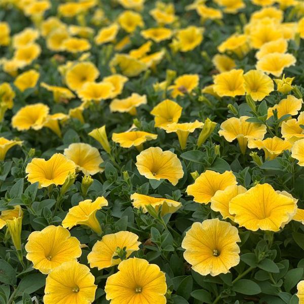Petunia Bee's Knees Landscape