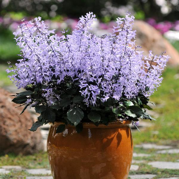 Mona Lavender Container