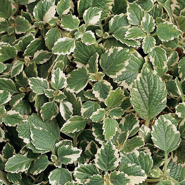 Plectranthus Variegata Bloom