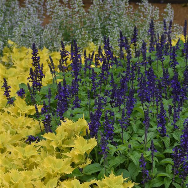 Salvia Mysty Commercial Landscape 2