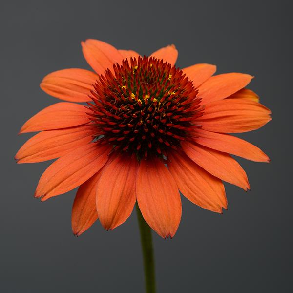 Sombrero<sup>®</sup> Flamenco Orange Bloom