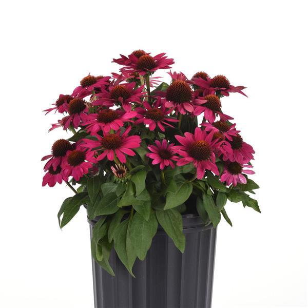 Sombrero<sup>®</sup> Fuchsia Fandango Container