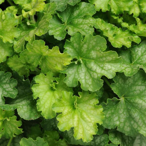 Carnival Limeade Bloom