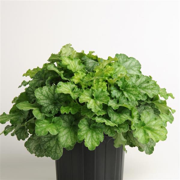 Carnival Limeade Container