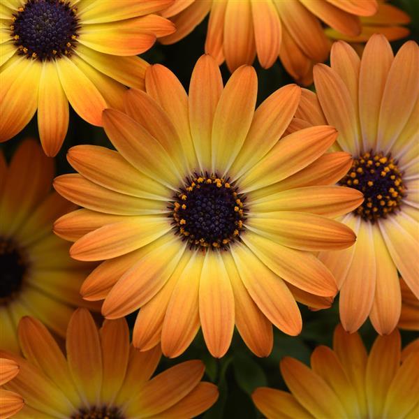 Osteospermum Sunshine Beauty Bloom