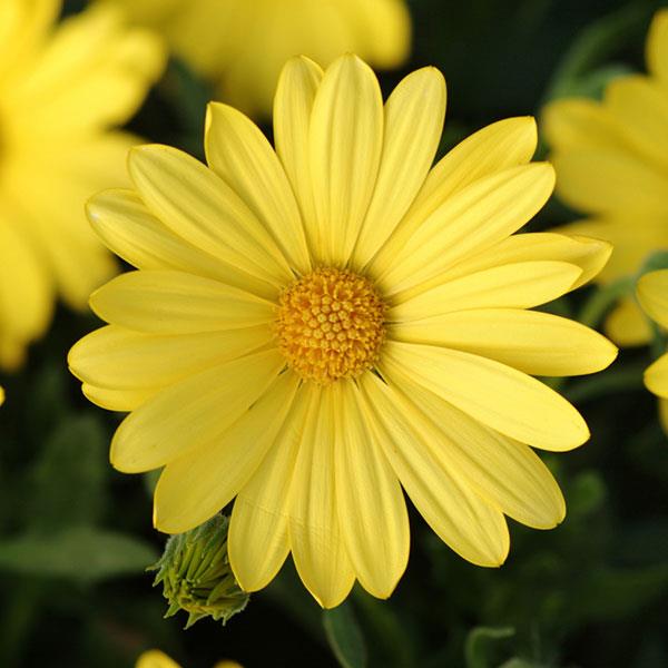 Osteospermum Voltage™ Yellow Bloom
