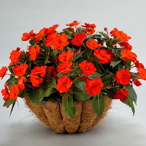 SunPatiens<sup>®</sup> Compact Electric Orange Container