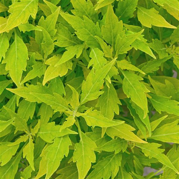 FlameThrower™ Salsa Verde Bloom