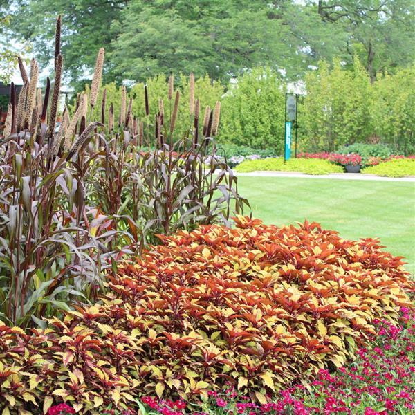 FlameThrower™ Spiced Curry Commercial Landscape 1