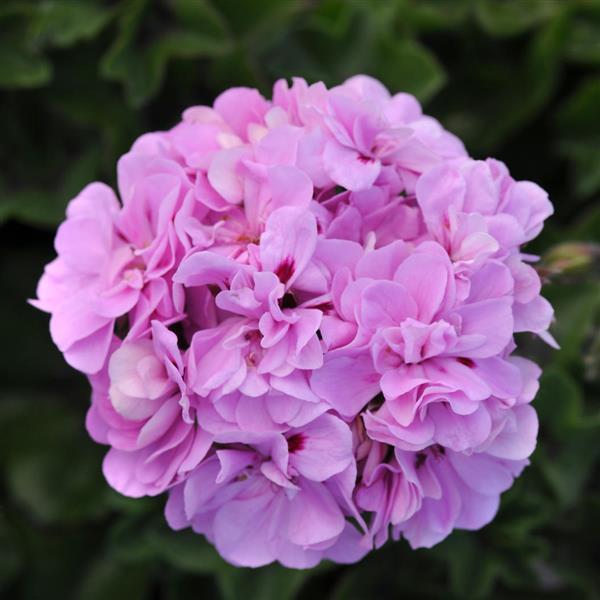 Precision™ Lavender Blue Bloom