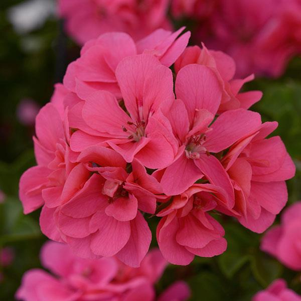 Precision™ Pink Flamingo Bloom