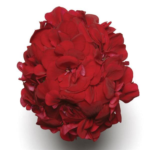 Precision™ Ruby Bloom