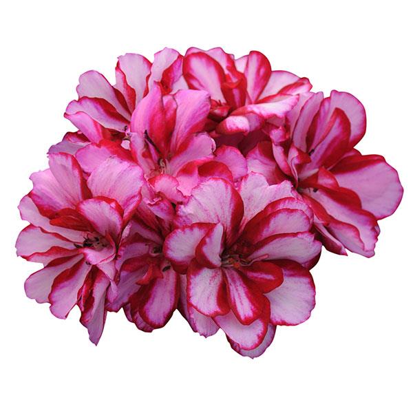 Precision™ Burgundy Ice Bloom