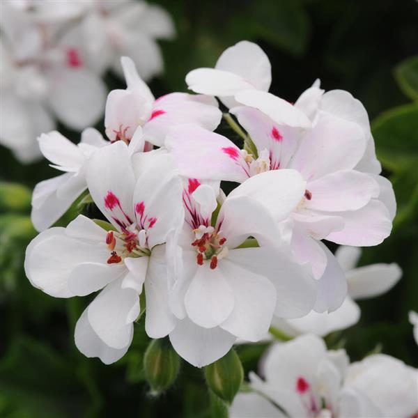 Precision™ White Red Eye Bloom