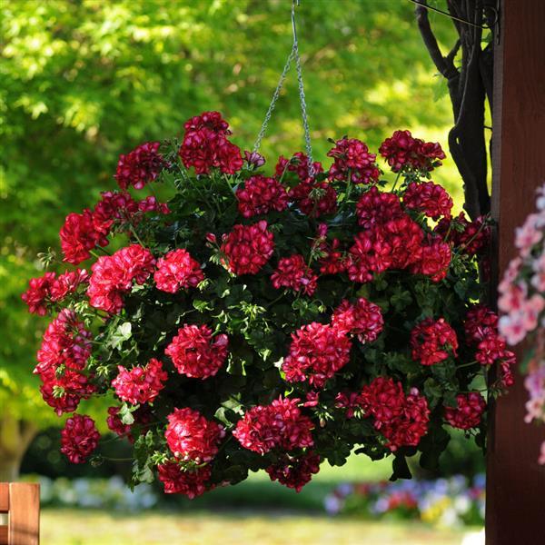 Precision™ Red Ice Basket