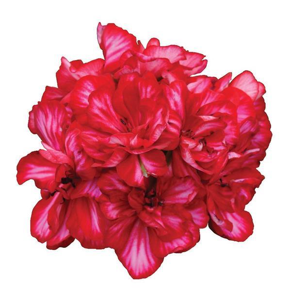 Precision™ Red Ice Bloom
